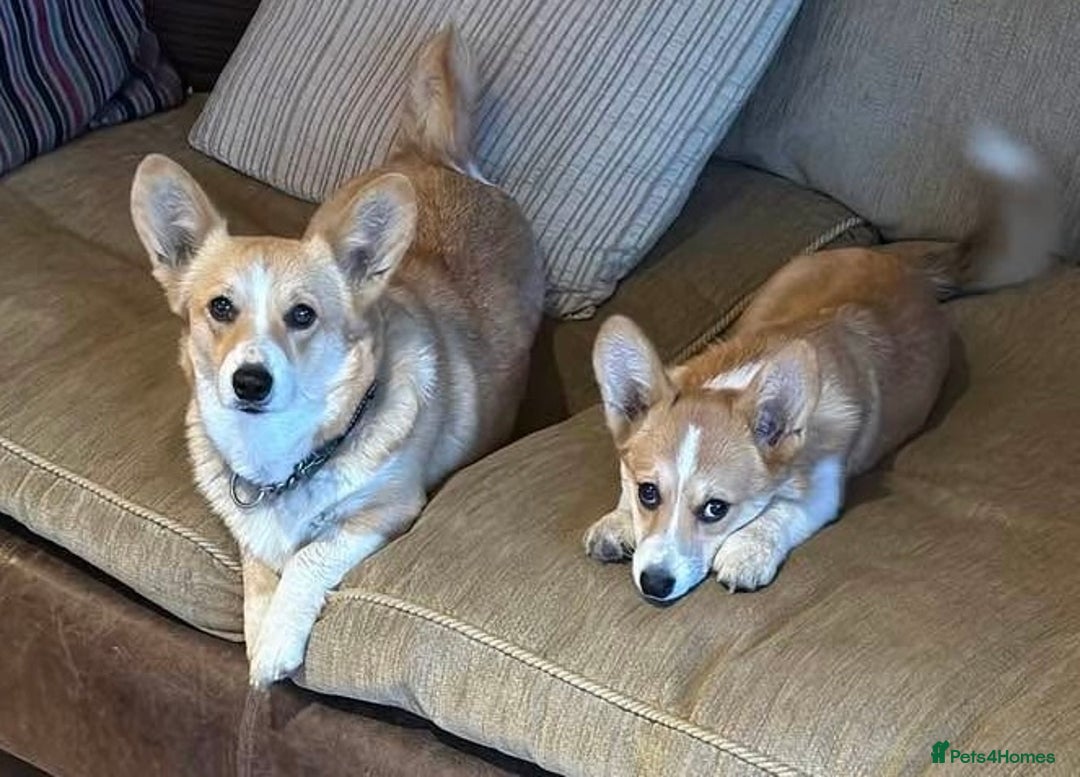 Welsh Corgi Pembroke dogs for sale: Top Pembrokeshire corgis fab Health & temprement  - Image 3