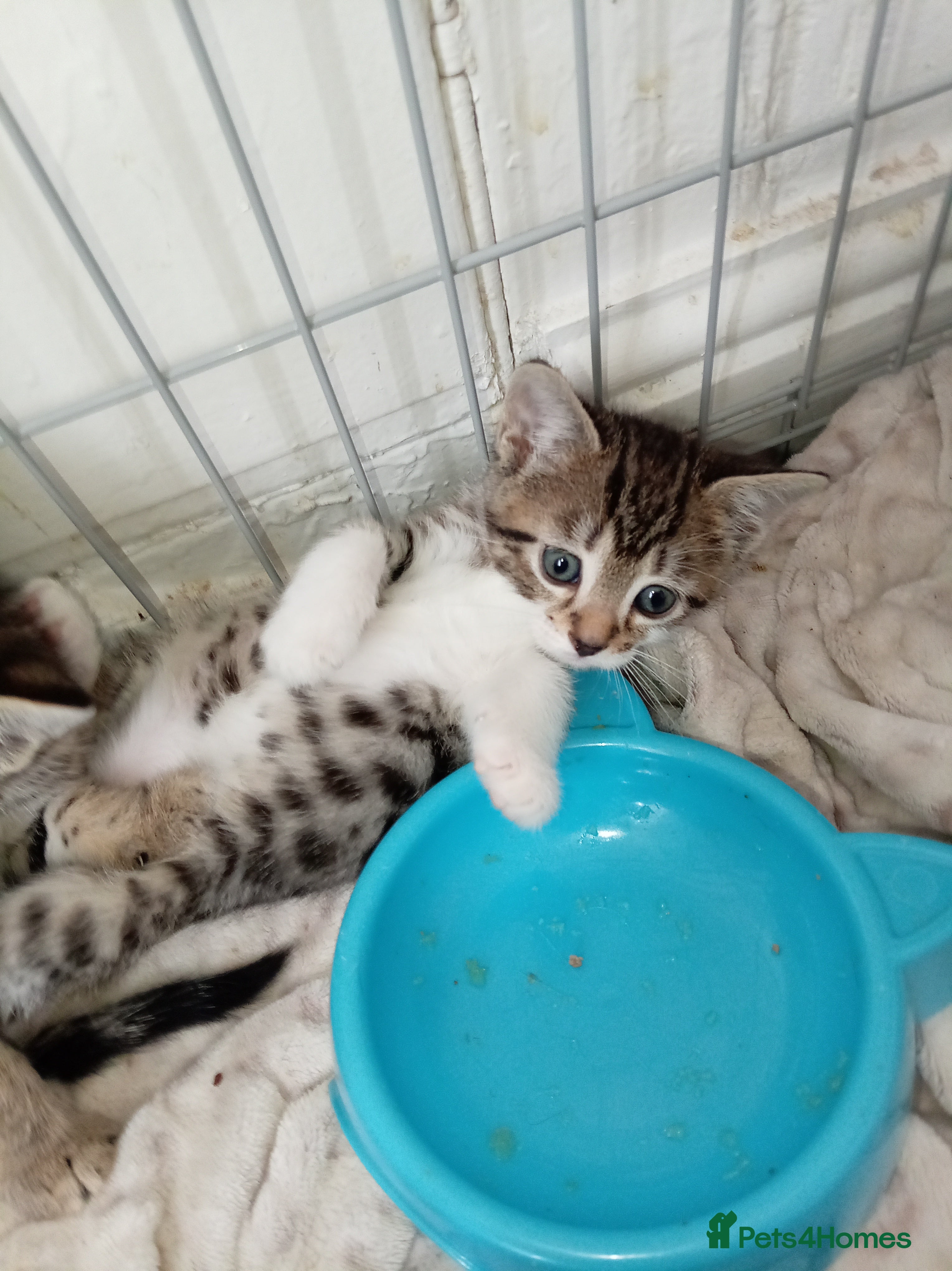 Bengal cats for sale: 2 male Bengal kittens - Advert 4