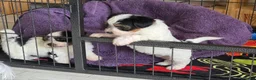 Biewer Terrier dogs for sale: Pure bred Biewer Terrier  - Advert 4