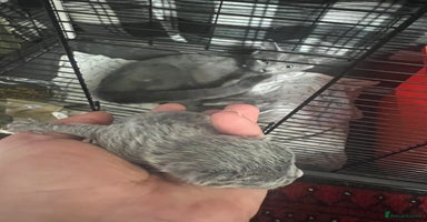 Russian Blue cats - Advert 9