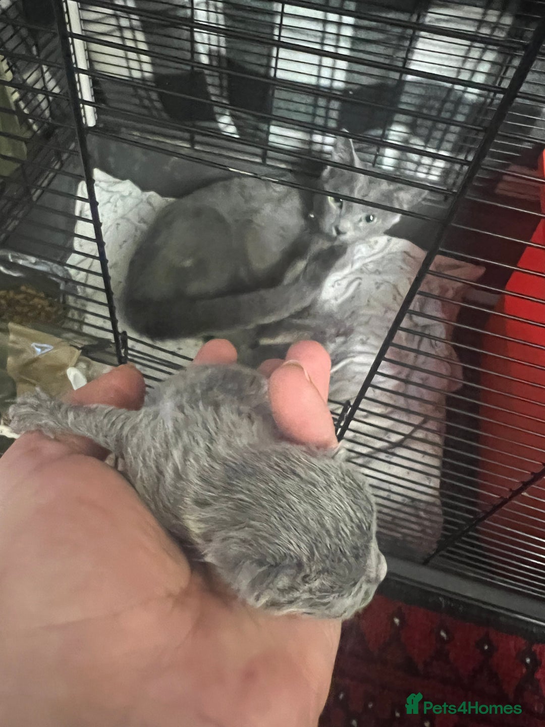 Russian Blue cats for sale: Adorable Russian blue kitten champion bloodline - Image 3