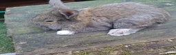 Lionhead rabbits for sale: Baby double main lionhead bunnies for sale  - Advert 6