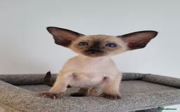 Oriental cats for sale: Oriental Shorthair kittens  - Image 14