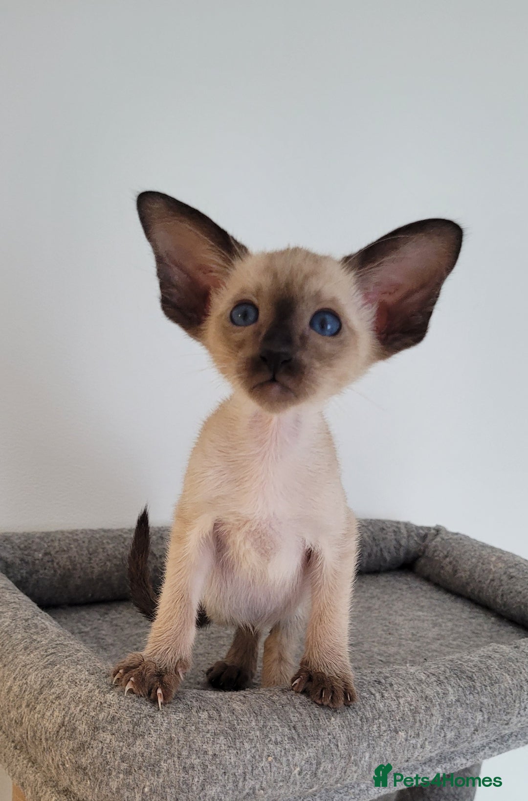 Oriental cats for sale: Oriental Shorthair kittens  - Image 14