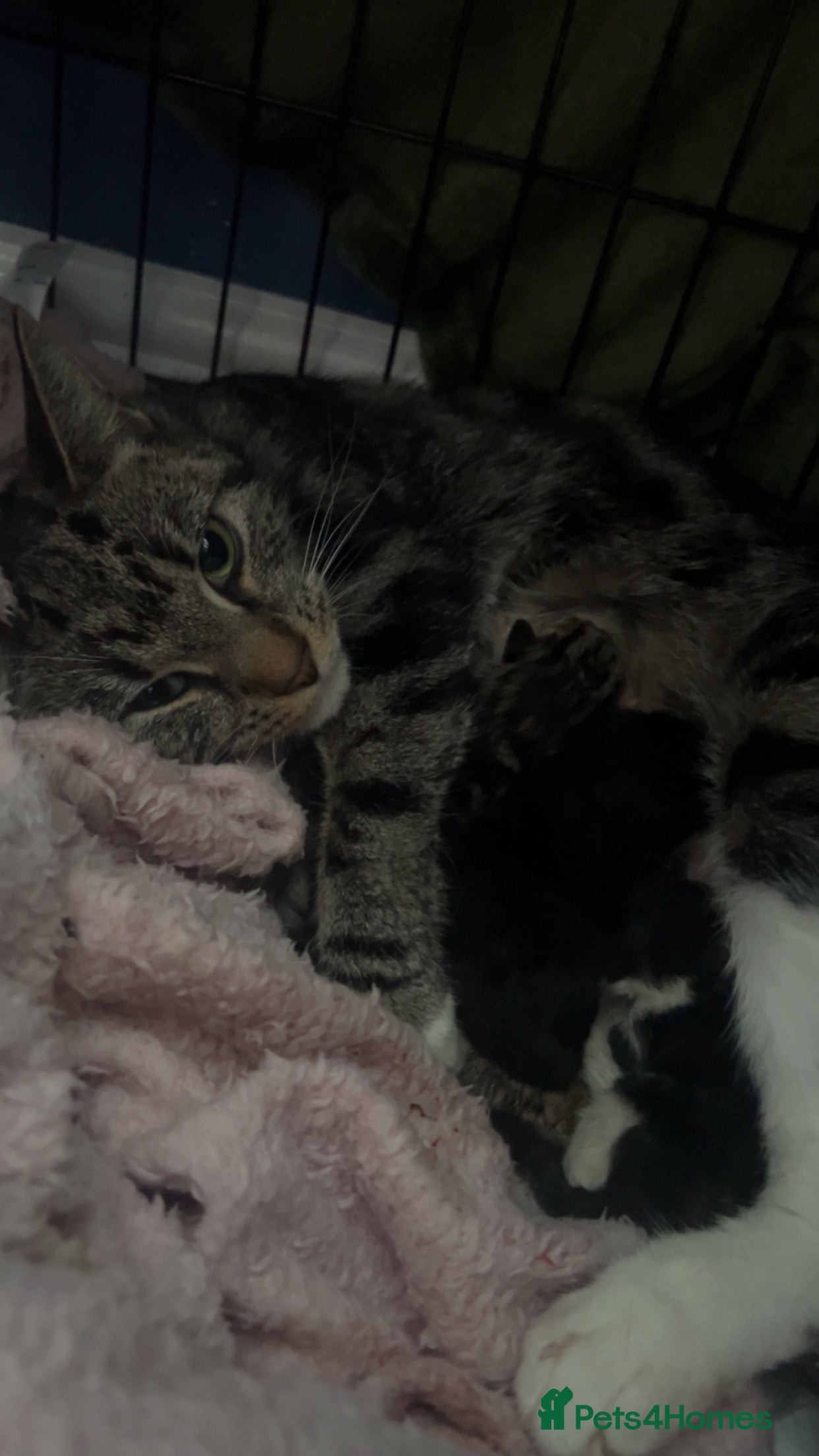 Mixed Breed cats Two male kittens available  in Cannock - Advert 1