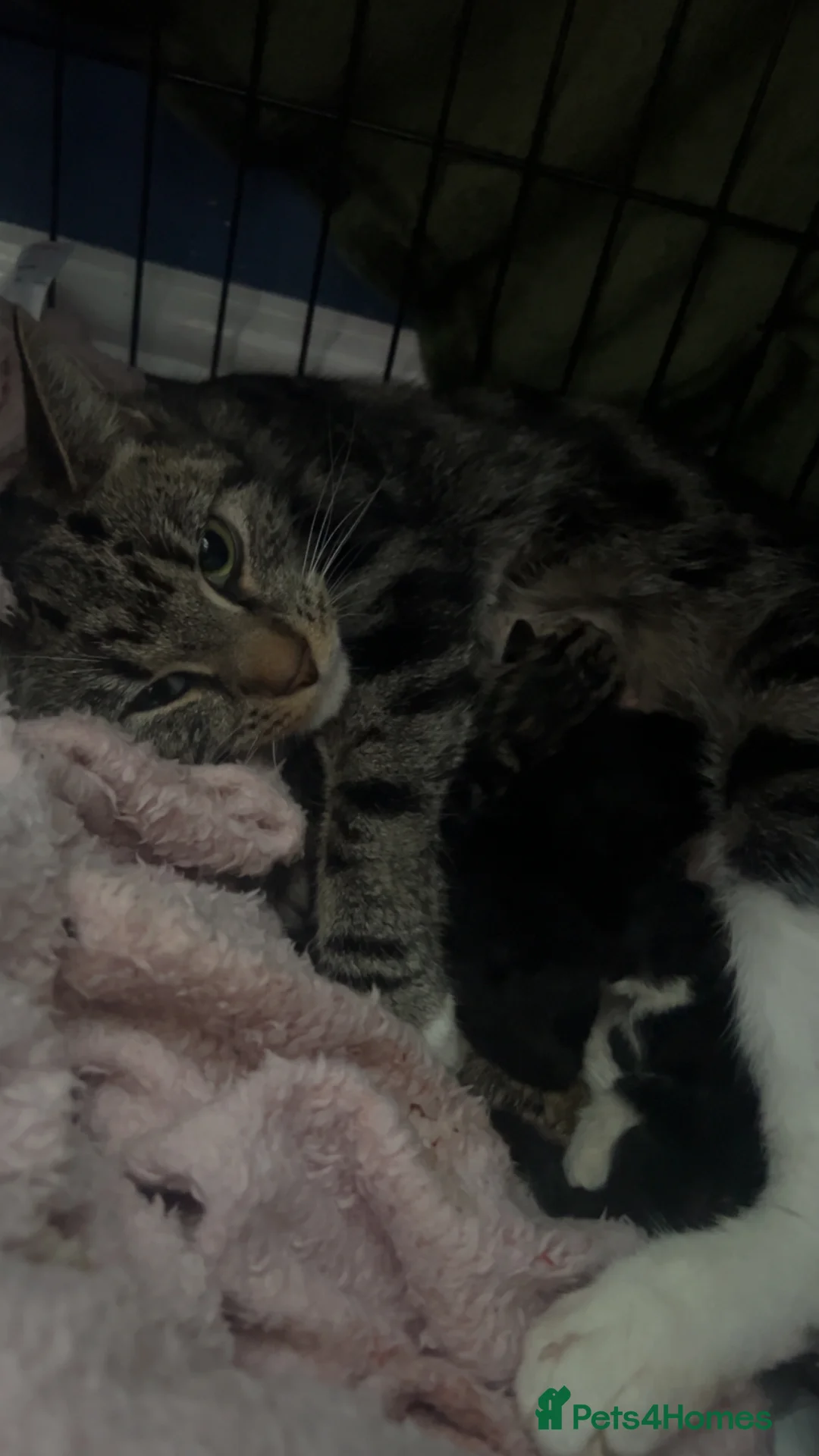 Mixed Breed cats for sale: Two male kittens available  in Cannock - Advert 1