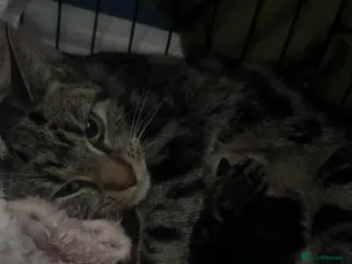 Mixed Breed cats Two male kittens available in Cannock - Advert 1