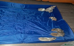 Hamster rodents for sale: Adorable Baby syrian hamsters Ready for Rehome - Image 8