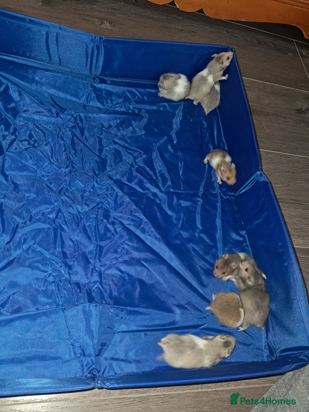 Hamster rodents for sale: Adorable Baby syrian hamsters Ready for Rehome - Image 8