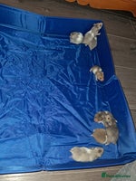 Hamster rodents - Advert 13