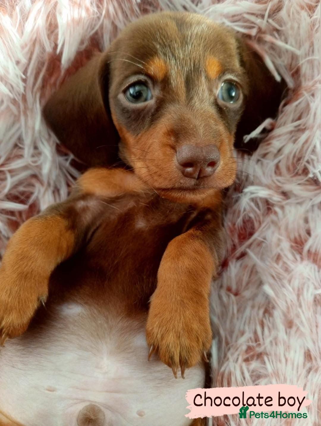 Miniature Dachshund dogs for sale: ✨ Miniature Dachshund– 6 Beautiful Pups! ✨ - Advert 8