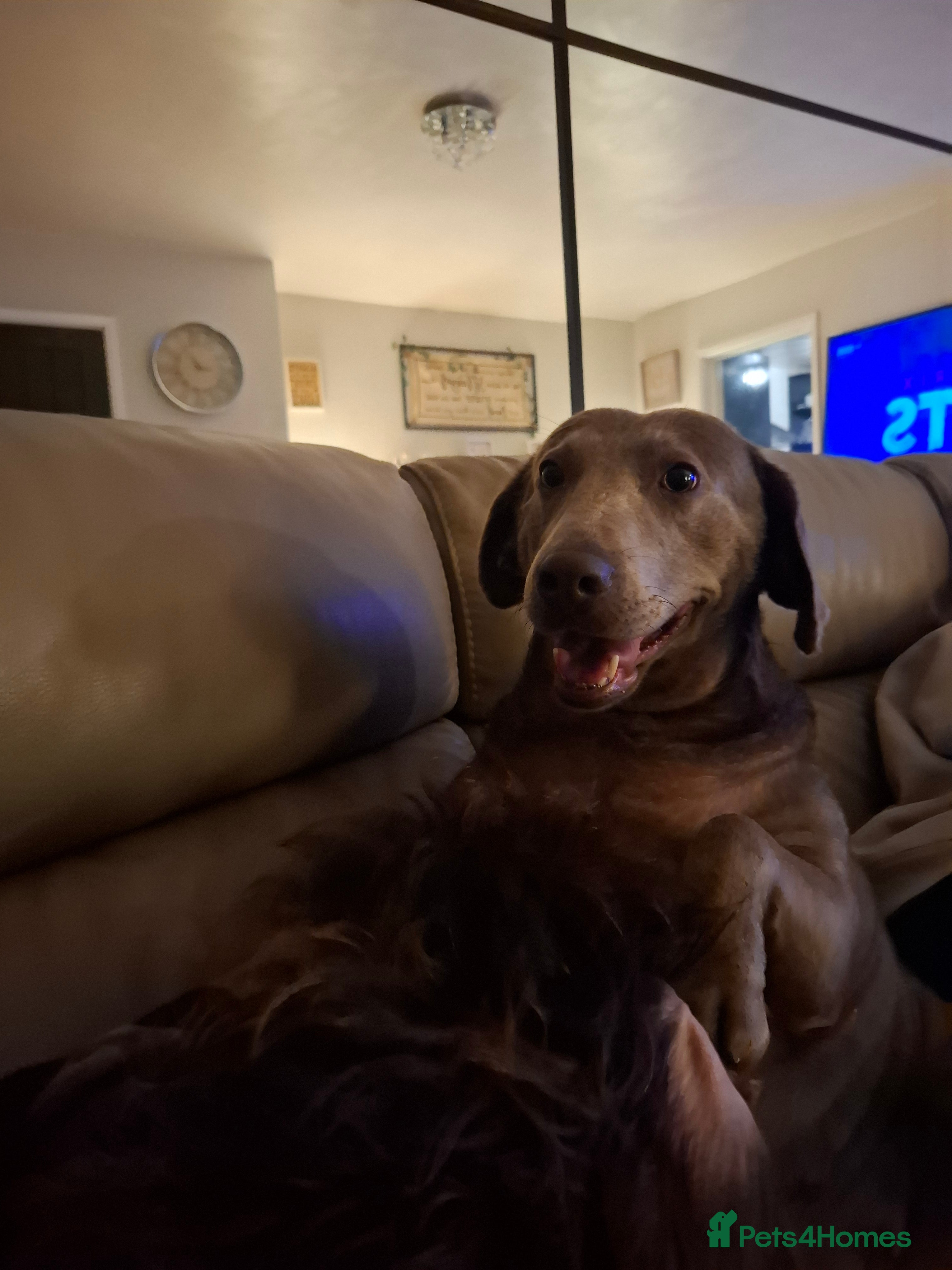 Labradoodle dogs Beautful labradoodle puppies available for sale  - Advert 1