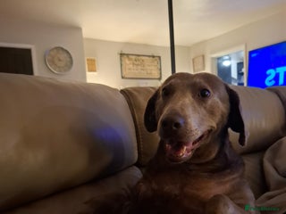 Labradoodle dogs Beautful labradoodle puppies available for sale - Advert 1