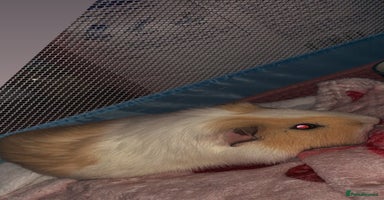 Guinea Pig rodents Guinea pigs for sale  - Advert 5