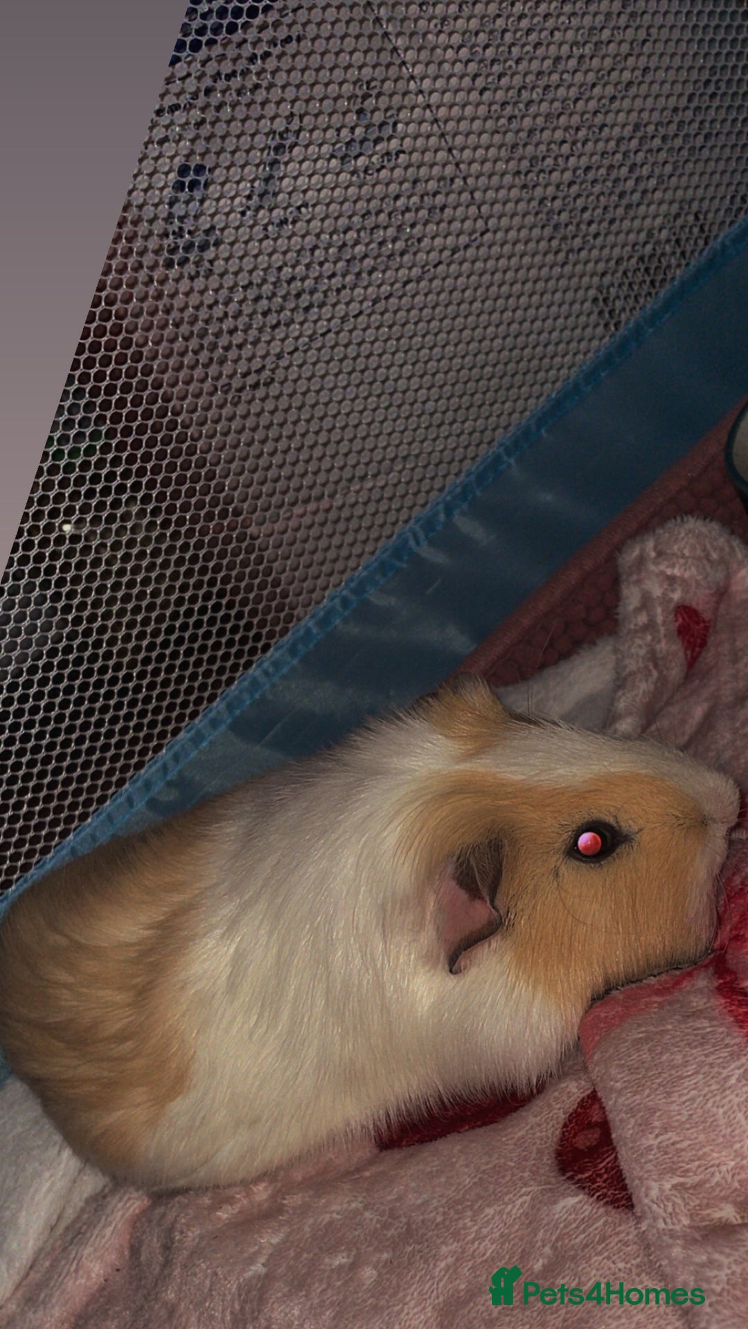 Guinea Pig rodents for sale: Guinea pigs for sale  - Advert 3