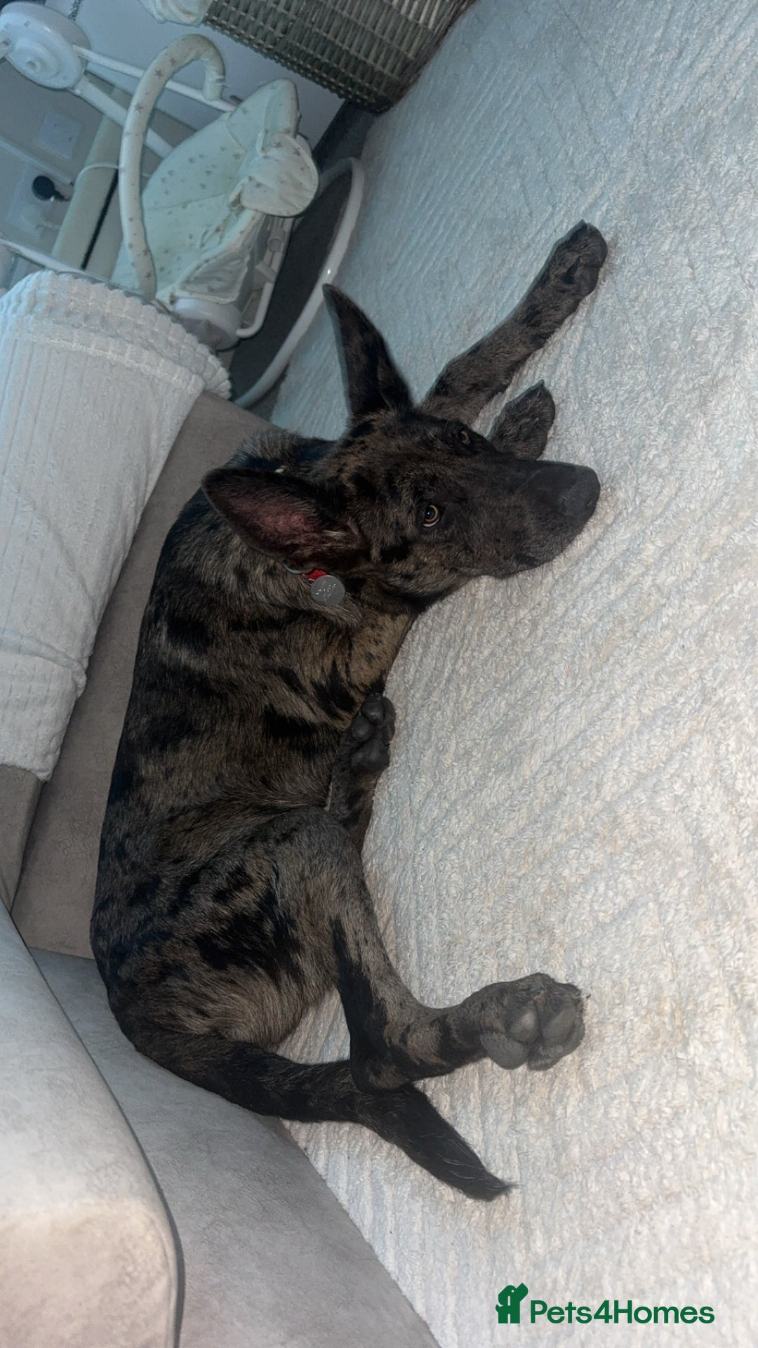 German Shepherd dogs for sale: 6 month old German Shepherd cross female puppy - Image 2