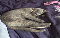 British Shorthair cats for sale: Female kitten - Image 4
