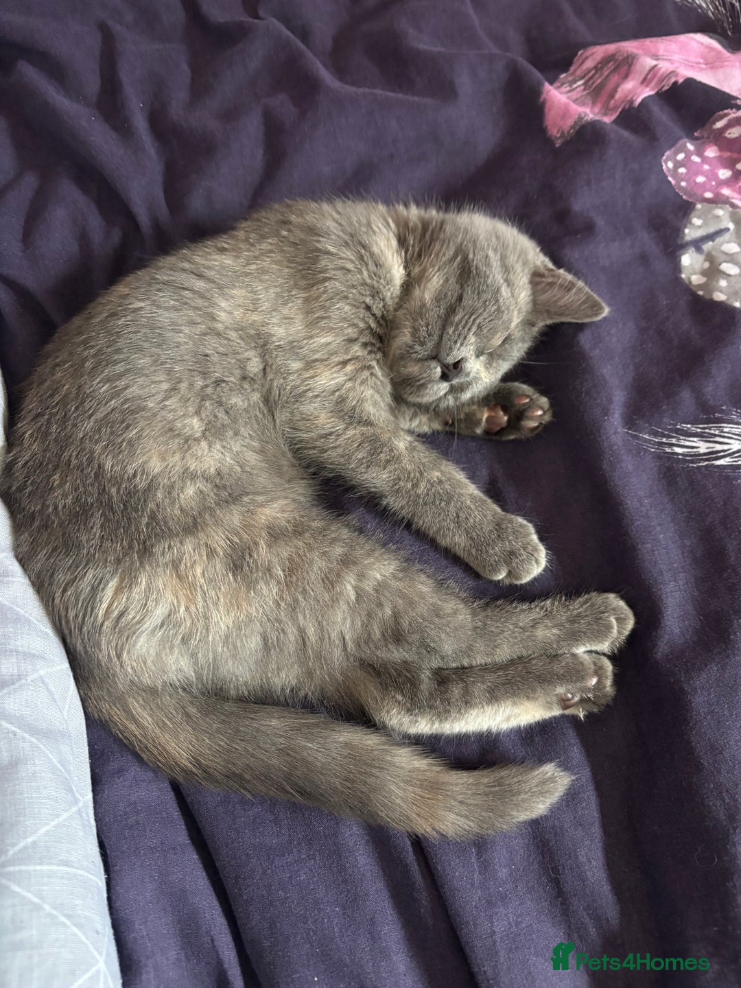 British Shorthair cats for sale: Female kitten - Image 4