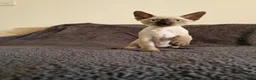 Devon Rex cats for sale: Adorable Devon Rex Kittens 💕 - Advert 7