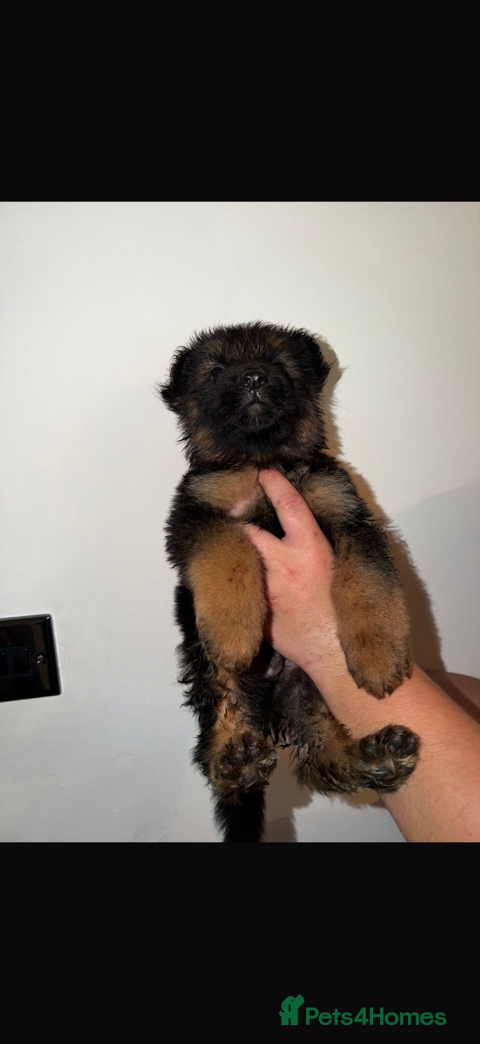 German Shepherd dogs German Shepard puppies  - Advert 1