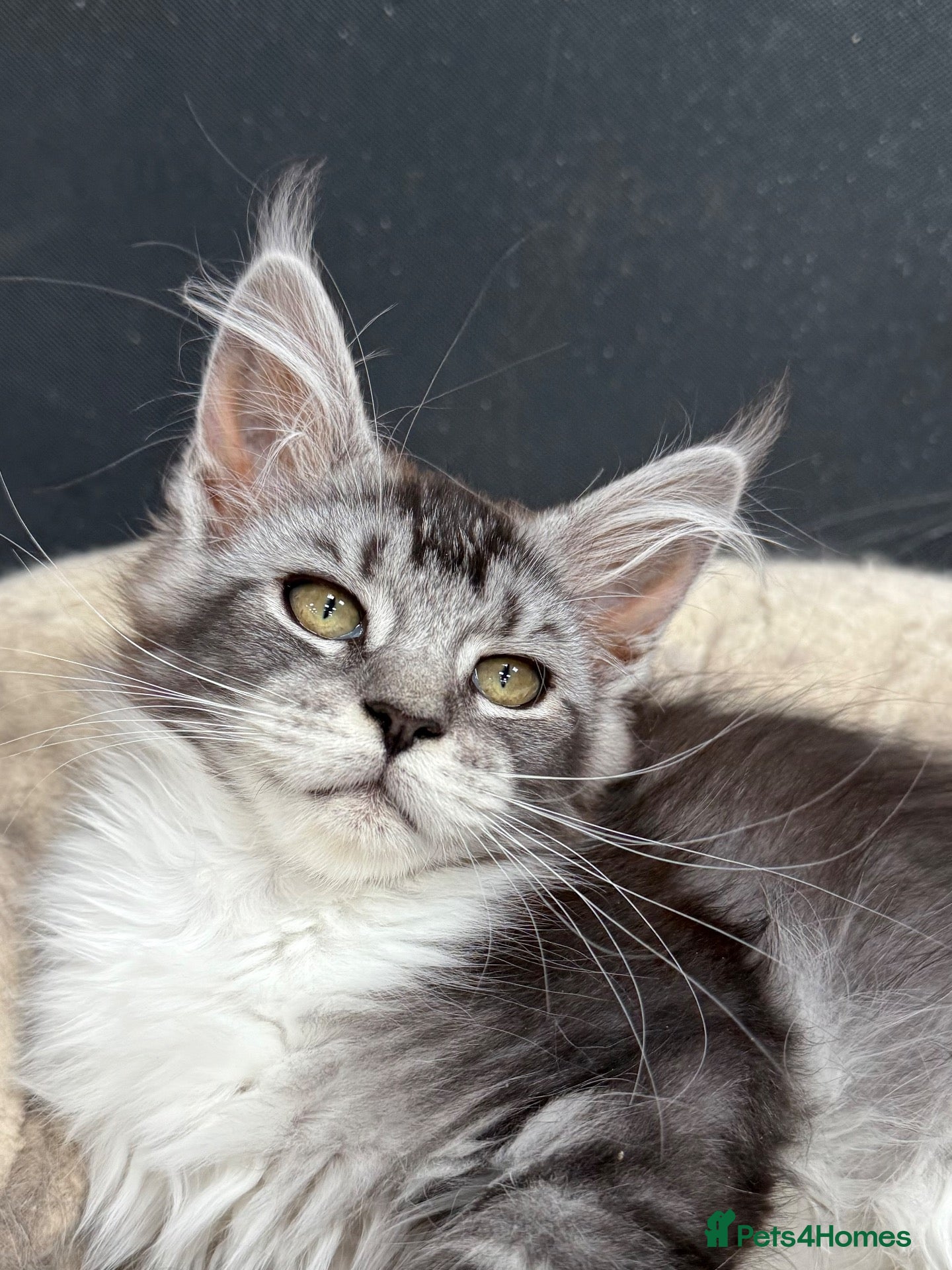 Maine Coon cats Maine coon kittens - Advert 2