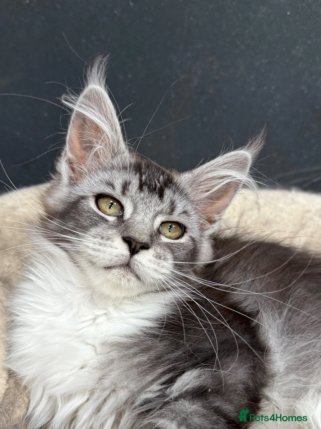Maine Coon cats for sale: Maine coon kittens - Advert 2