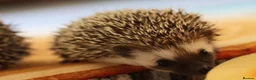 Pygmy Hedgehog rodents for sale: Three beautiful boys for sale - Advert 16