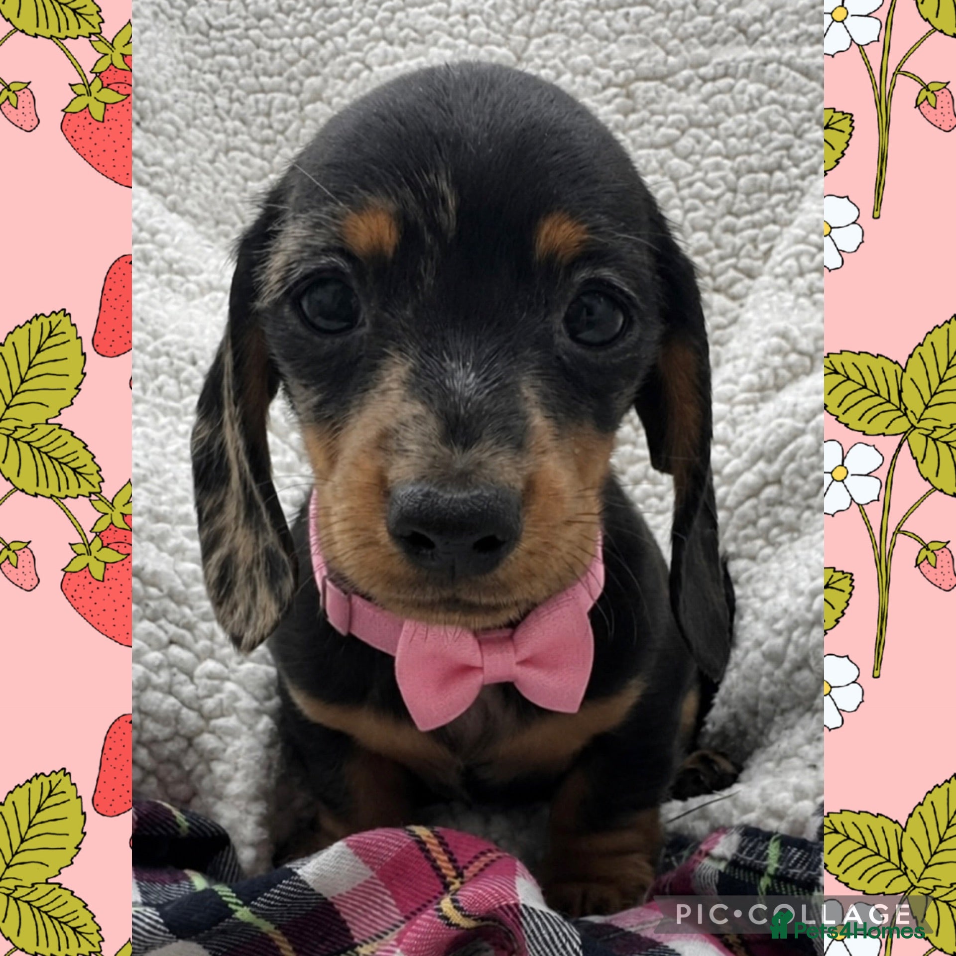 Dachshund dogs BEAUTIFUL KC REG & PRA CLEAR MINI DACHSHUNDS🩷💙 - Advert 1