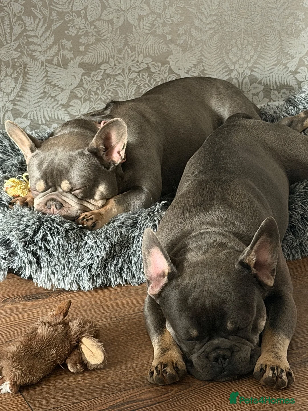 French Bulldog dogs for sale: Bohdi - The Frenchie  - Advert 2