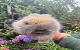 Angora rabbits for sale: 🧡Angora girlie💗- imported parents 💖  - Image 7