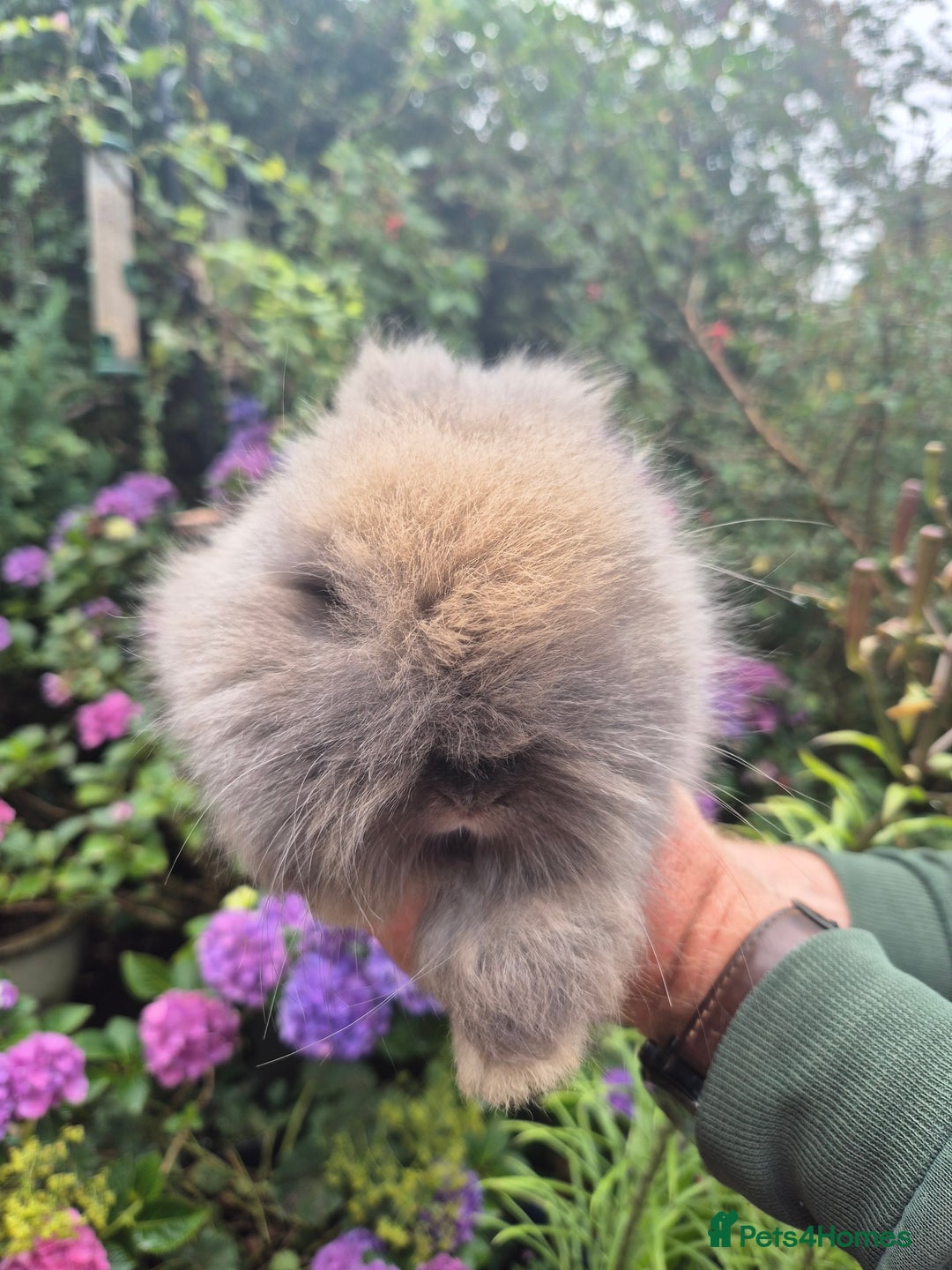 Angora rabbits for sale: 🧡Angora girlie💗- imported parents 💖  - Image 7