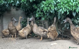 Ducks poultry for sale: PAIR OF KHAKI CAMPBELL DUCKS - Image 3