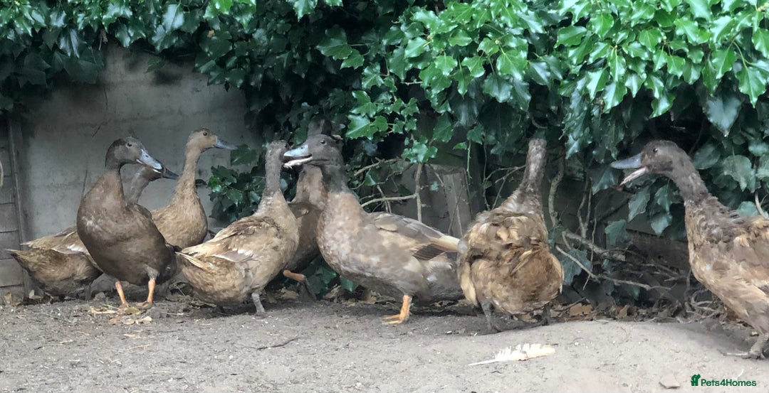 Ducks poultry for sale: PAIR OF KHAKI CAMPBELL DUCKS - Image 3