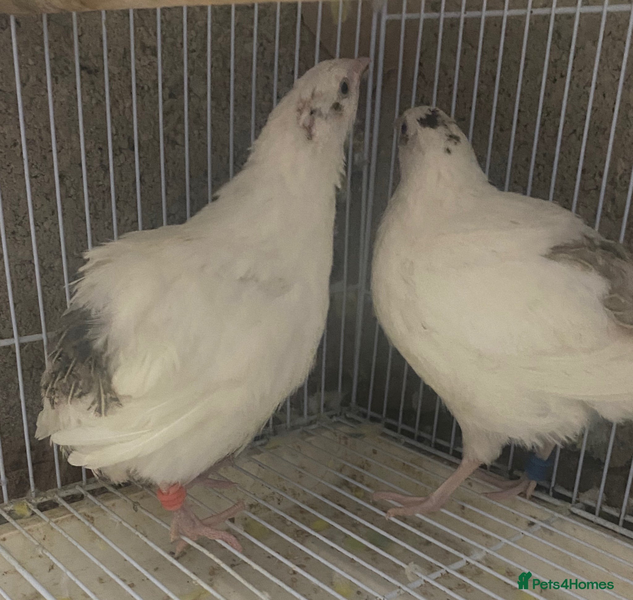 Quail poultry Japanese quails  - Advert 6