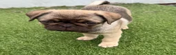 Pug dogs for sale: Absolutely Stunning KC registered Pug Puppies  - Advert 9