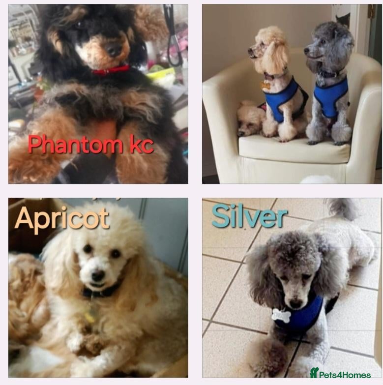 Toy Poodle dogs ADULT FULL PEDIGREE &  KC TOY POODLES FOR SALE - Advert 20