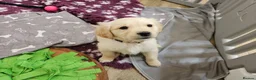Golden Retriever dogs for sale: Beautiful KC Reg Golden Retriever Puppies - Advert 7