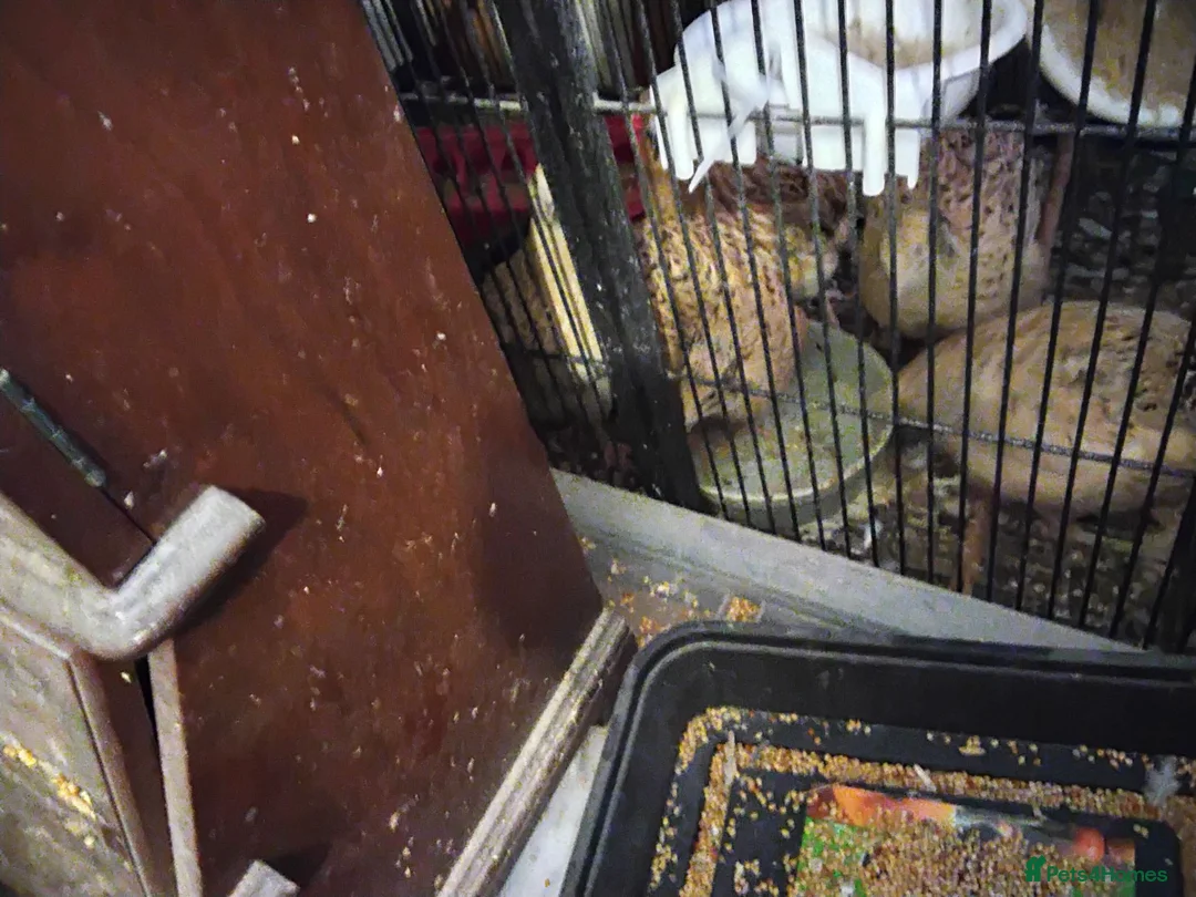 Quail poultry for sale: Courtinix quails in Northampton - Advert 2
