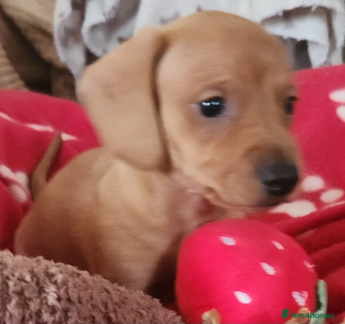 Miniature Dachshund dogs for sale: Kc reg 5 mini dachshund for sale  - Advert 17