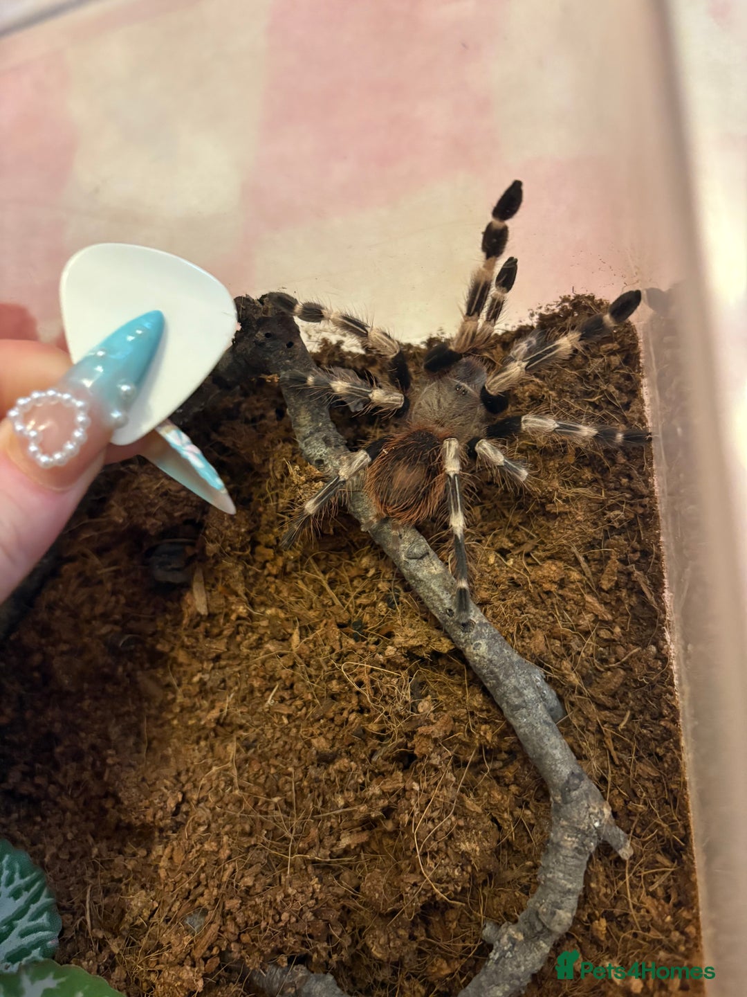 Tarantulas invertebrates for sale: Giant white knee and white striped birdeater  - Advert 10
