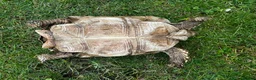 Tortoise reptiles for sale: Male sulcata  - Advert 4