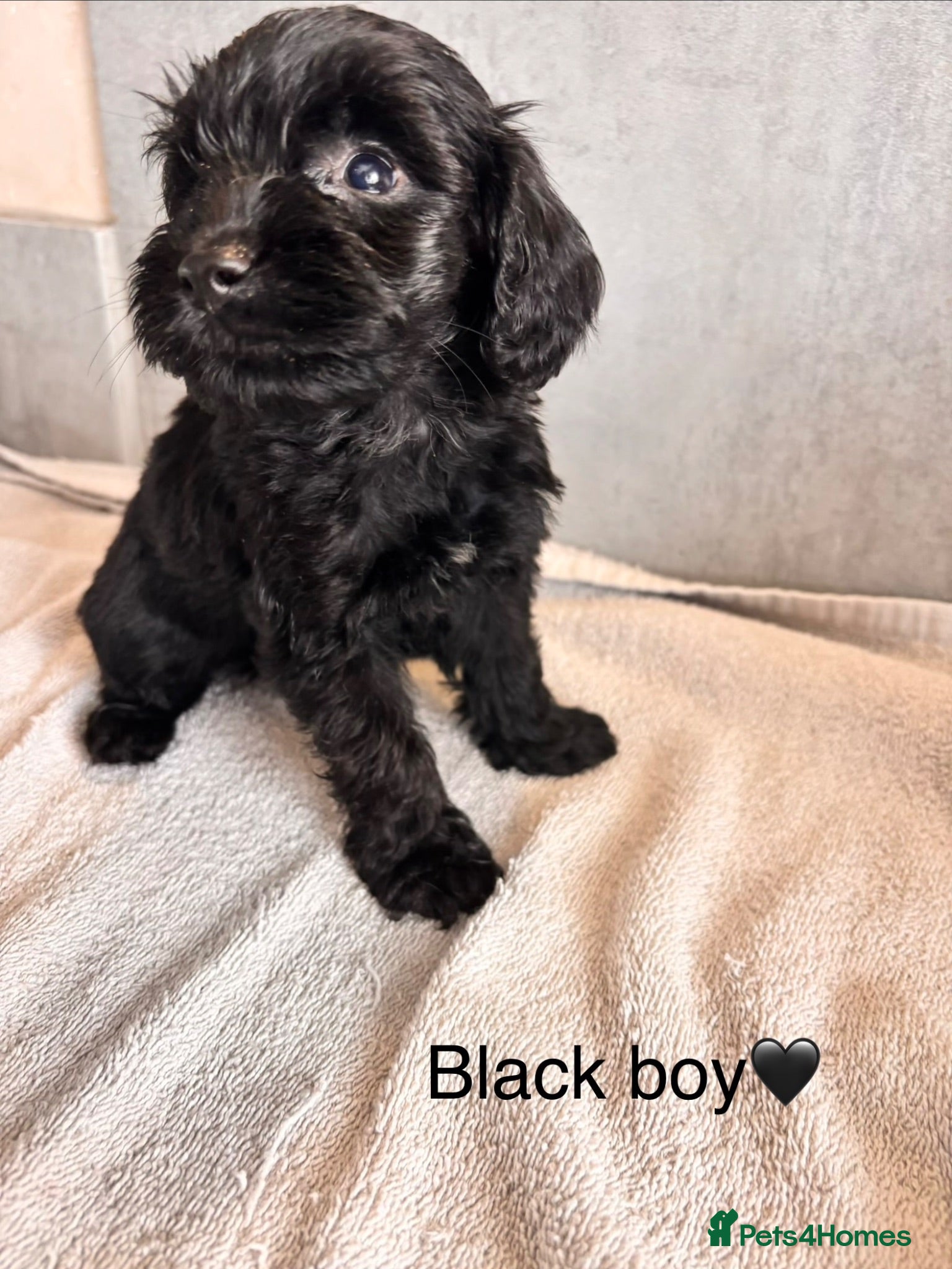 Cockapoo dogs Ready soon- beautiful cockapoo puppies - Advert 5