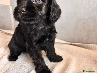Cockapoo dogs Ready soon- beautiful cockapoo puppies - Advert 5