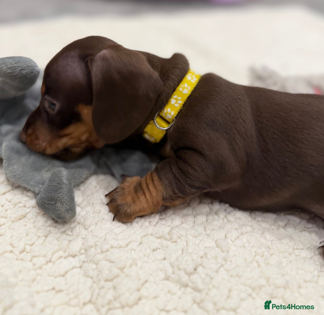 Dachshund dogs for sale: Beautiful Dachshund Puppies – KC Registered Lines - Advert 25