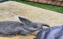Continental Giant rabbits for sale: Giant french lops - Image 14