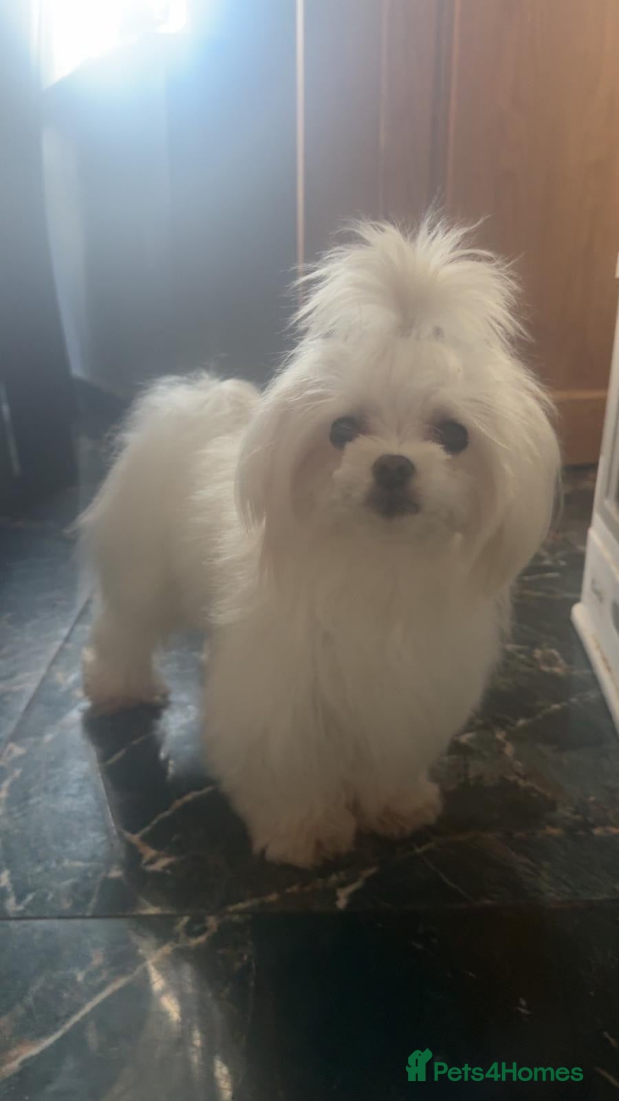 Maltese dogs 💯 Korean Maltese KC registered available for stud - Advert 2