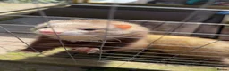 Ferret rodents for sale:     3 Female Ferrets to Rehome in Stourbridge - Advert 3