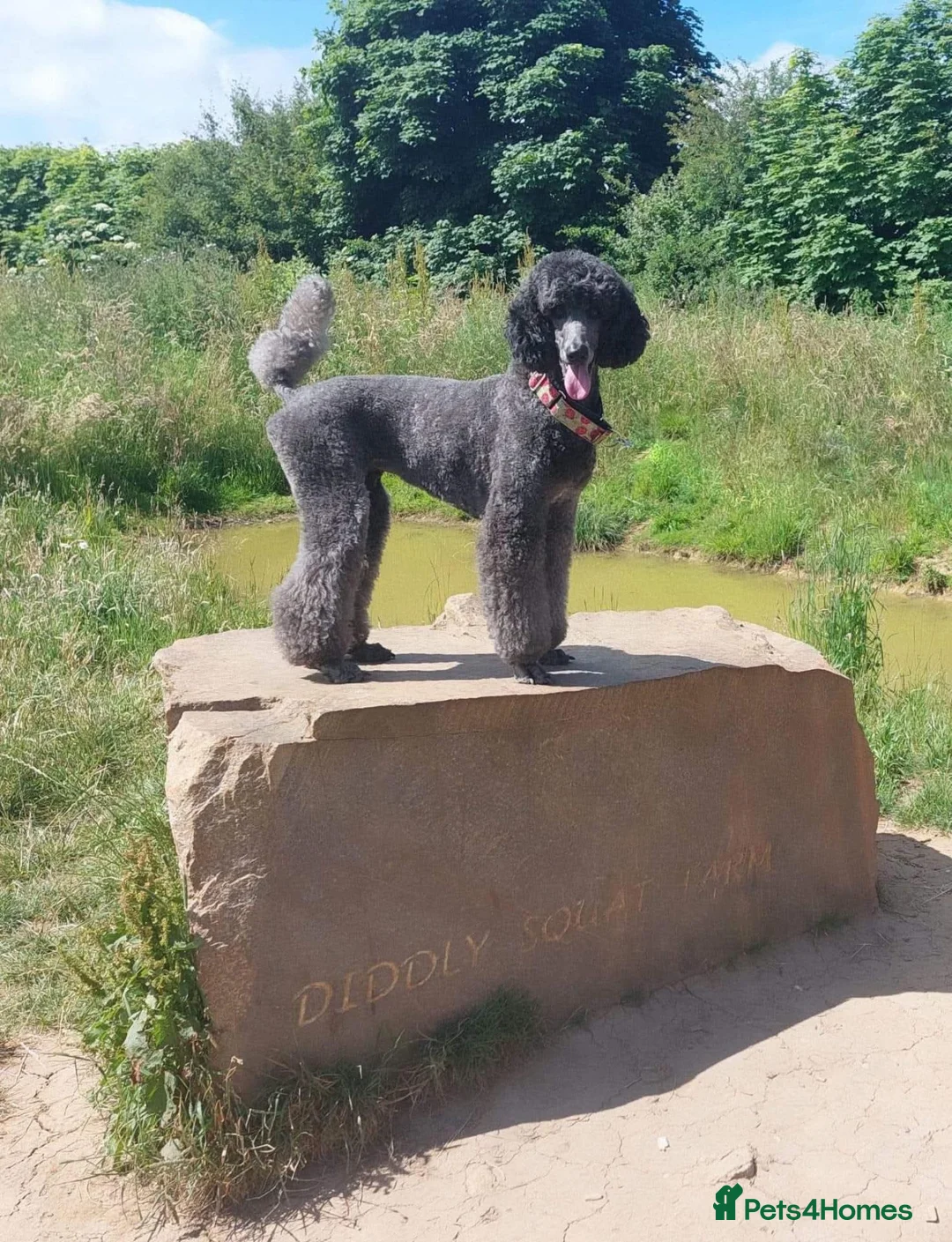 Mixed Breed dogs for sale: Labradoodle Puppies in Stamford - Advert 1