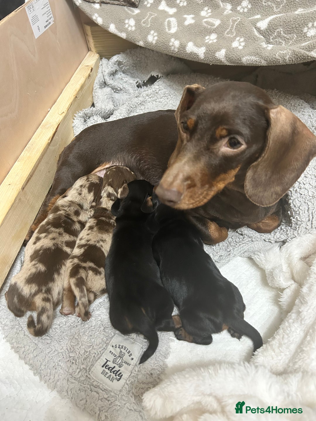 Miniature Dachshund dogs for sale: Miniature Dachshunds Ready 6th Feb  - Advert 9