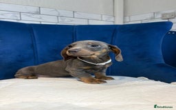 Miniature Dachshund dogs for sale: Miniature Dachshunds  - Advert 6